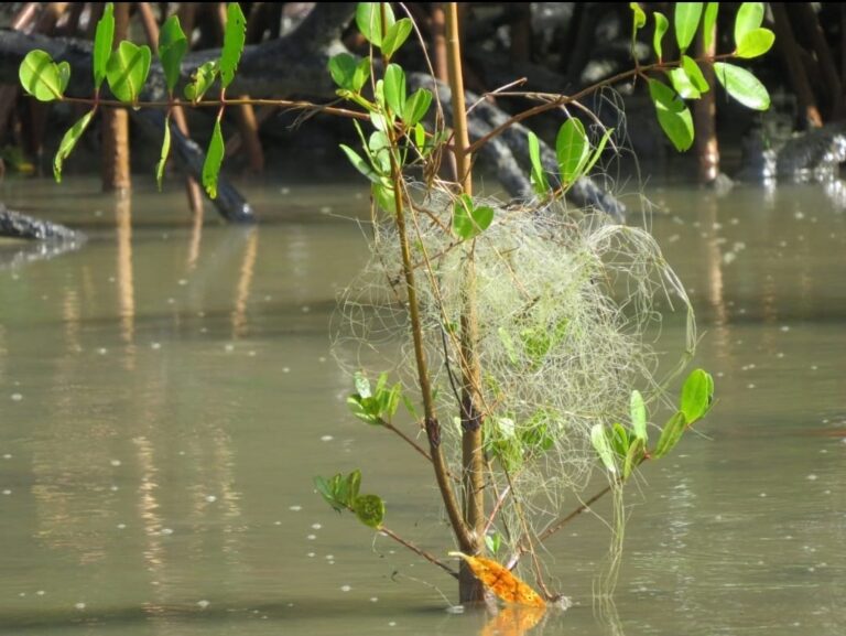 Rede de pesca emaranhada em um galho no manguezal